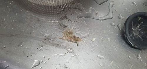 필동 하수구막힘 변기 넘침 원인부터 해결까지 정리